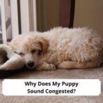 Why-Does-My-Puppy-Sound-Congested-template