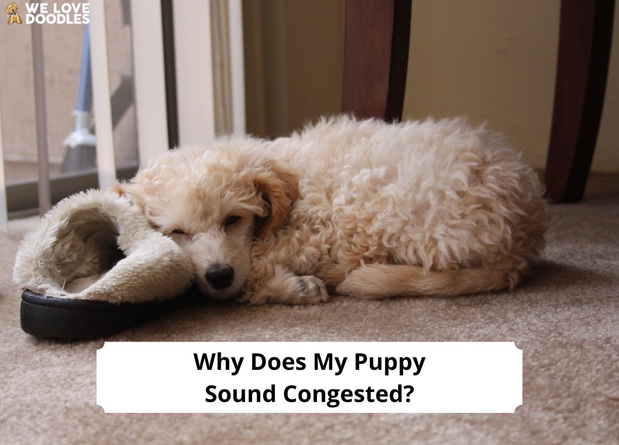 Why Does My Puppy Sound Congested? Causes and Treatments)