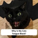 Why-Is-My-Cats-Tongue-Black-template