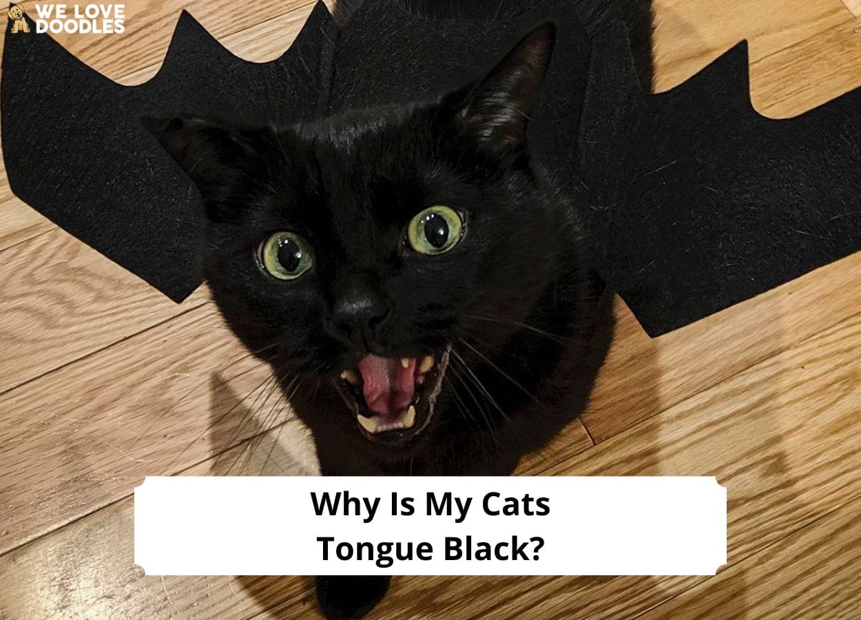 cat-tongue-properties-ieyenews