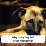 Why-Is-My-Dog-Sad-After-Neutering-template