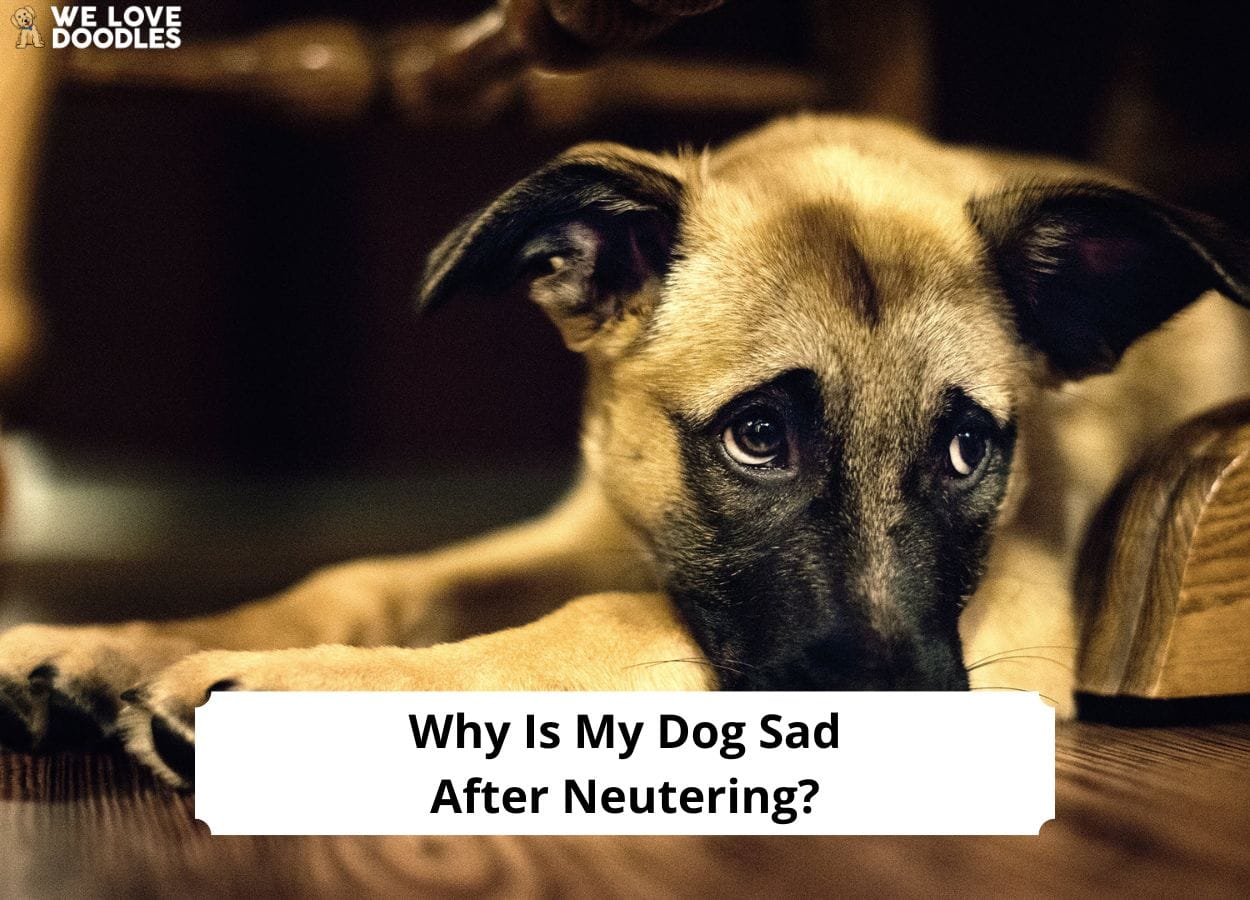 Why Is My Dog Sad After Neutering? What You Need to Know! (2024) We