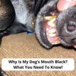 Why-Is-My-Dogs-Mouth-Black-What-You-Need-To-Know-template
