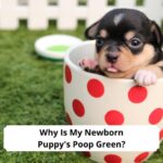 Why-Is-My-Newborn-Puppys-Poop-Green-template