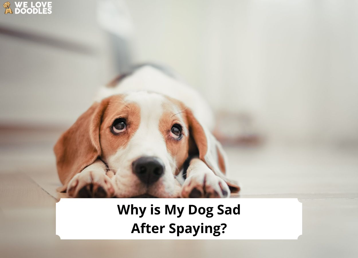 when can a dog swim after being spayed