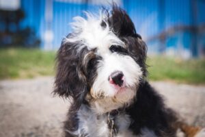 Willow Brooke Bernedoodles (Baden, ON)