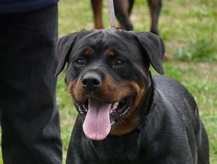 6 Best Rottweiler Breeders In Ontario!