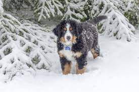 Winter Cut