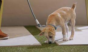 Work On Potty Training