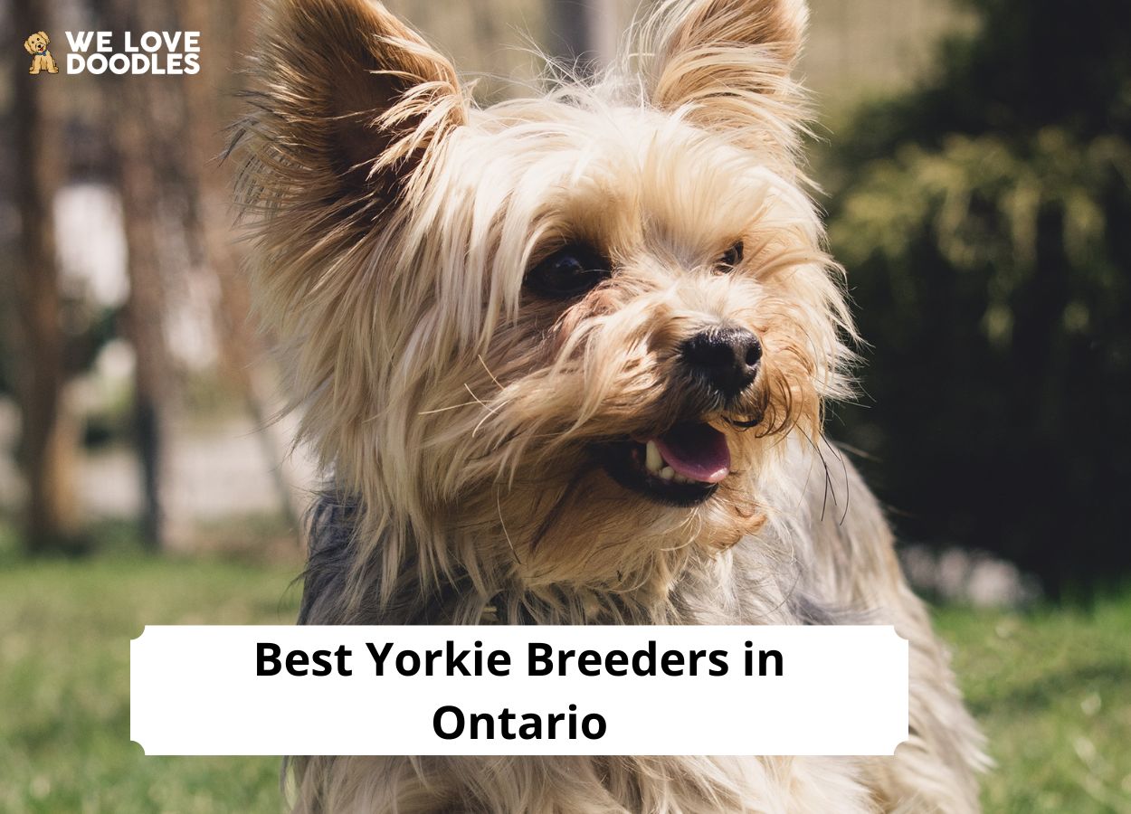 5 Best Yorkie Breeders In Ontario   Yorkie Breeders In Ontario 