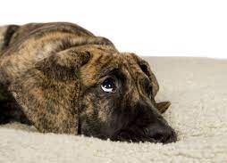 Your Dog Was Treated Poorly In The Past