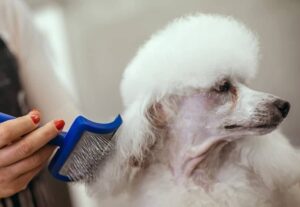 Your Poodle's First Haircut