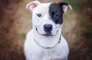 Are Pitbulls Good with Kids A Safe Pair
