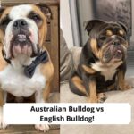Australian-Bulldog-vs-English-Bulldog-template