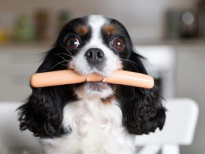 Avoid Feeding Your Dog Fatty or Spicy Foods