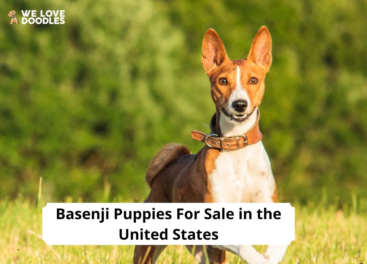 Basenji Puppies For Sale Top 9 Breeders! (2024) We Love Doodles