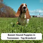Basset-Hound-Puppies-in-Tennessee-Top-Breeders-template