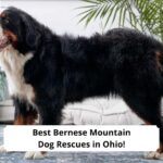 Best-Bernese-Mountain-Dog-Rescues-in-Ohio-template