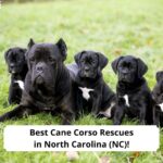 Best-Cane-Corso-Rescues-in-North-Carolina-NC-template