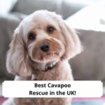 Best-Cavapoo-Rescue-in-the-UK-template