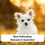 Best-Chihuahua-Rescues-in-Australia-template