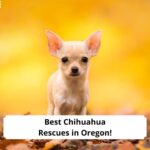 Best-Chihuahua-Rescues-in-Oregon-template