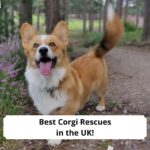 Best-Corgi-Rescues-in-the-UK-template