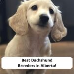 Best-Dachshund-Breeders-in-Alberta-template