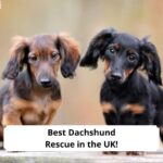 Best-Dachshund-Rescue-in-the-UK-template
