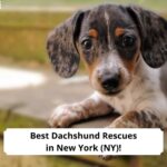 Best-Dachshund-Rescues-in-New-York-template