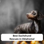 Best-Dachshund-Rescues-in-Oklahoma-template