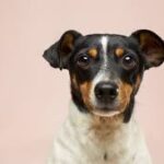 Best Dog Rescues In Adelaide