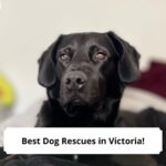 Best-Dog-Rescues-in-Victoria-template.