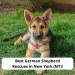 Best-German-Shepherd-Rescues-in-New-York-NY-template