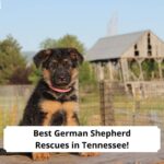 Best-German-Shepherd-Rescues-in-Tennessee-template
