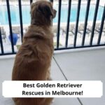 Best-Golden-Retriever-Rescues-in-Melbourne-template