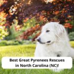 Best-Great-Pyrenees-Rescues-in-North-Carolina-template