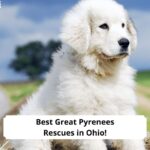 Best-Great-Pyrenees-Rescues-in-Ohio-template