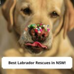 Best-Labrador-Rescues-in-NSW-template