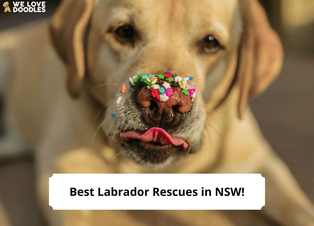 Lab Resque 4 Best Labrador Rescues in NSW! - We Love Doodles