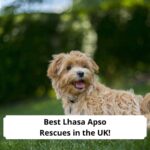 Best-Lhasa-Apso-Rescues-in-the-UK-template