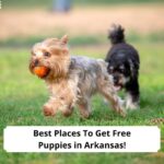 Best-Places-To-Get-Free-Puppies-in-Arkansas-template