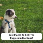 Best-Places-To-Get-Free-Puppies-in-Montana-template