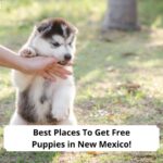 Best-Places-To-Get-Free-Puppies-in-New-Mexico-template