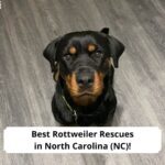 Best-Rottweiler-Rescues-in-North-Carolina-NC-template