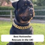 Best-Rottweiler-Rescues-in-the-UK-template