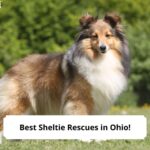 Best-Sheltie-Rescues-in-Ohio-template