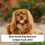 Best-Small-Dog-Rescues-in-New-York-NY-template