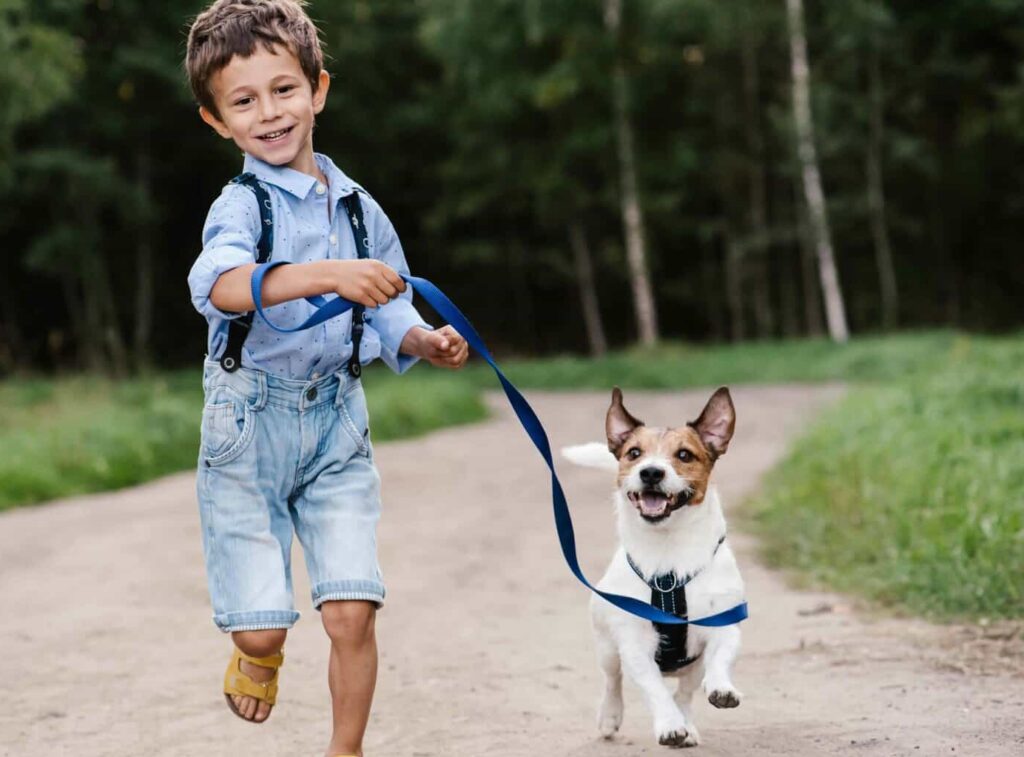 Should I Feed My Dog Before or After a Walk?