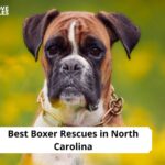 Boxer Rescues in North Carolina